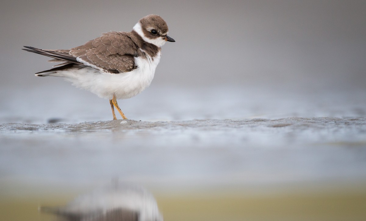 Semipalmated Plover - ML40538501