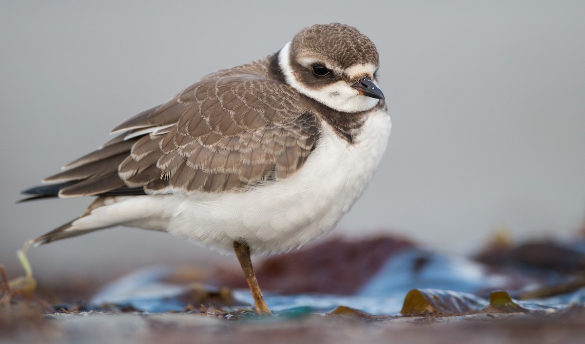Semipalmated Plover - ML40538521