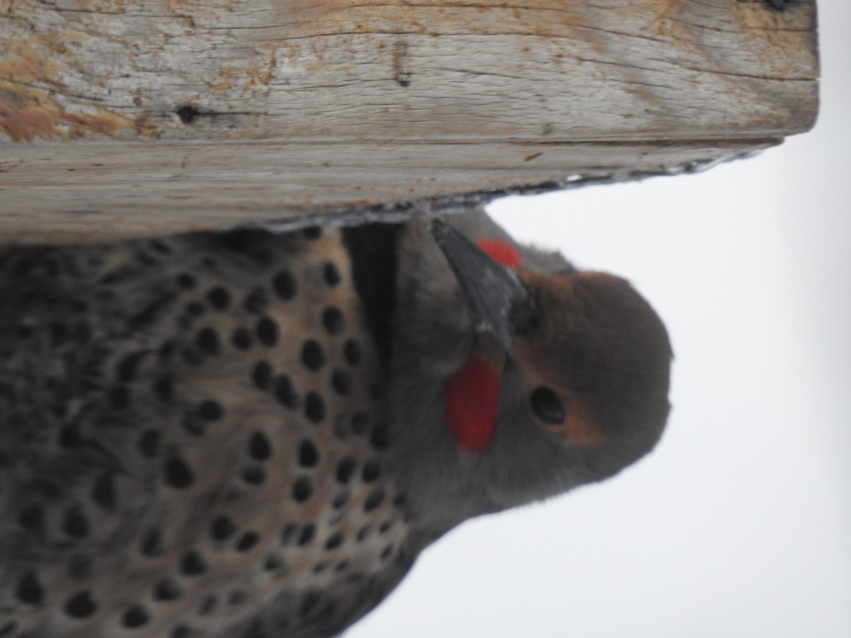 Northern Flicker (Red-shafted) - ML405391751