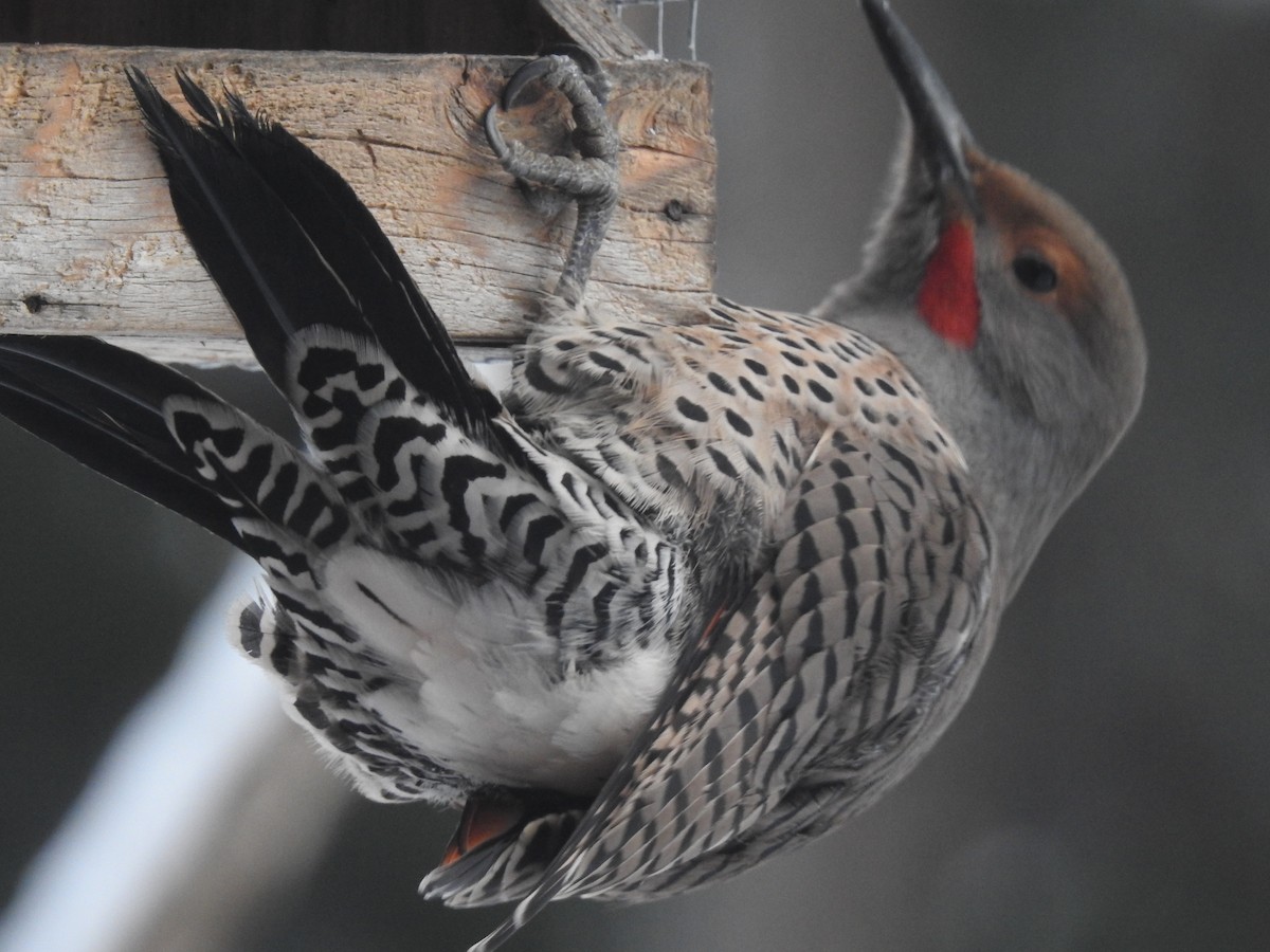 Northern Flicker (Red-shafted) - ML405391851