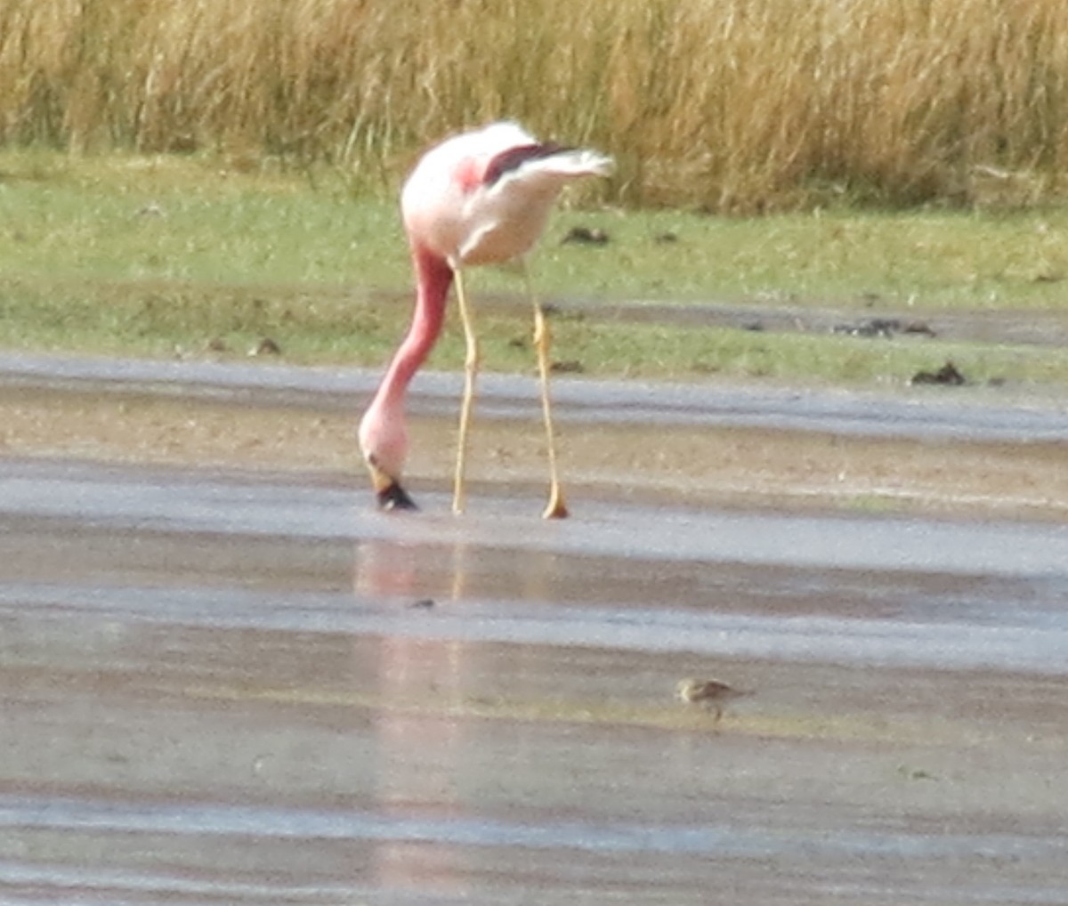 Andean Flamingo - ML405393831