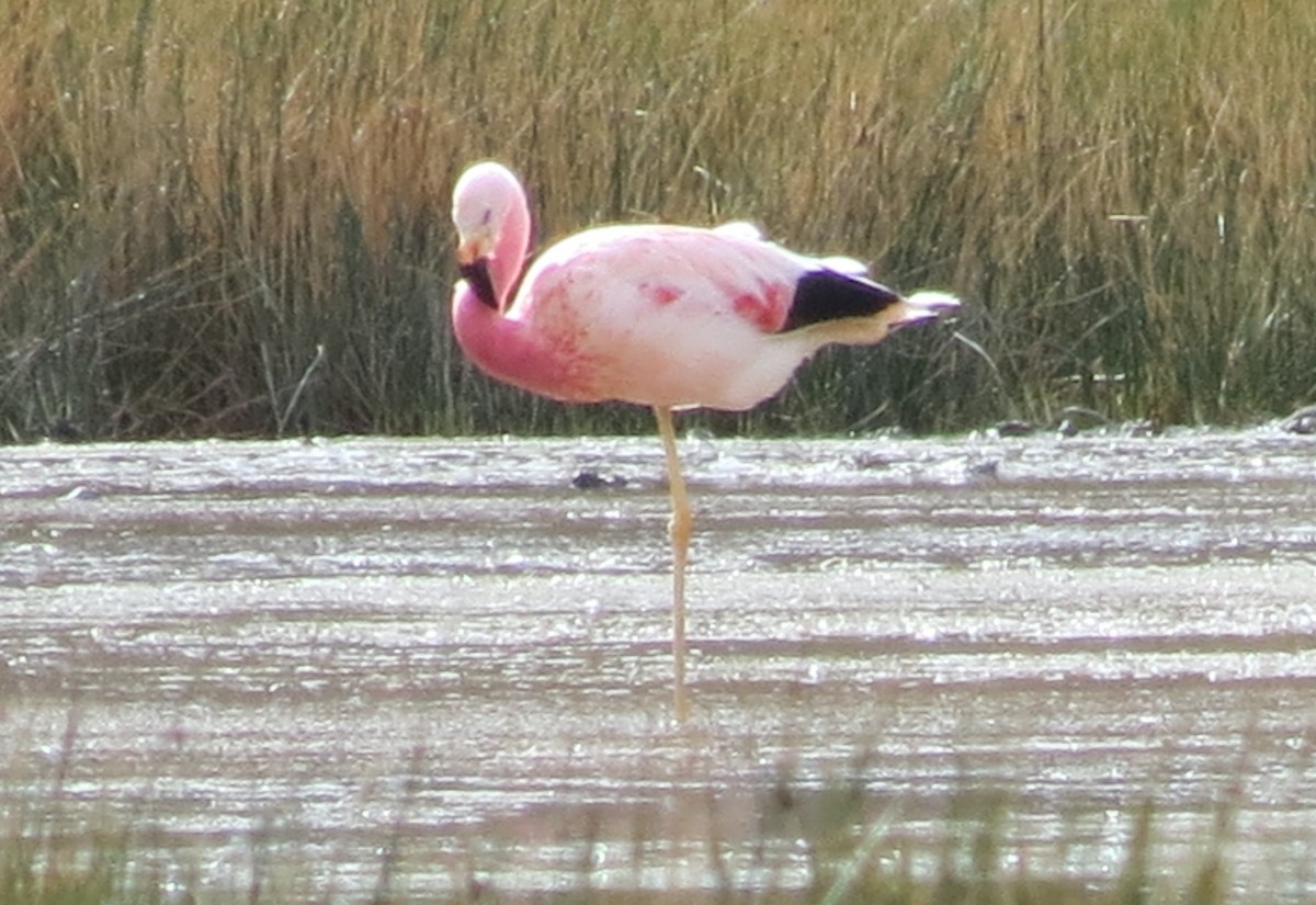 Andean Flamingo - ML405393861