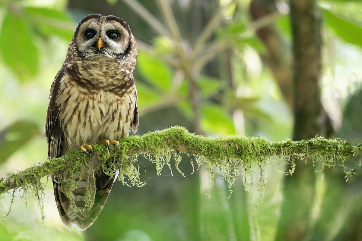 Fulvous Owl - Lev Frid