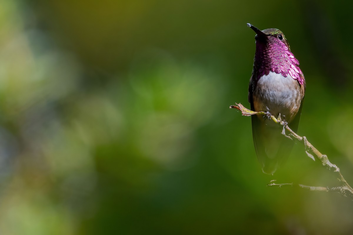 Wine-throated Hummingbird - Lev Frid