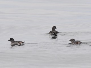  - Cassin's Auklet