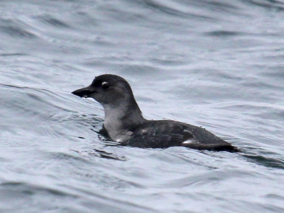 Cassin's Auklet - Robin Corcoran