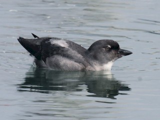  - Cassin's Auklet