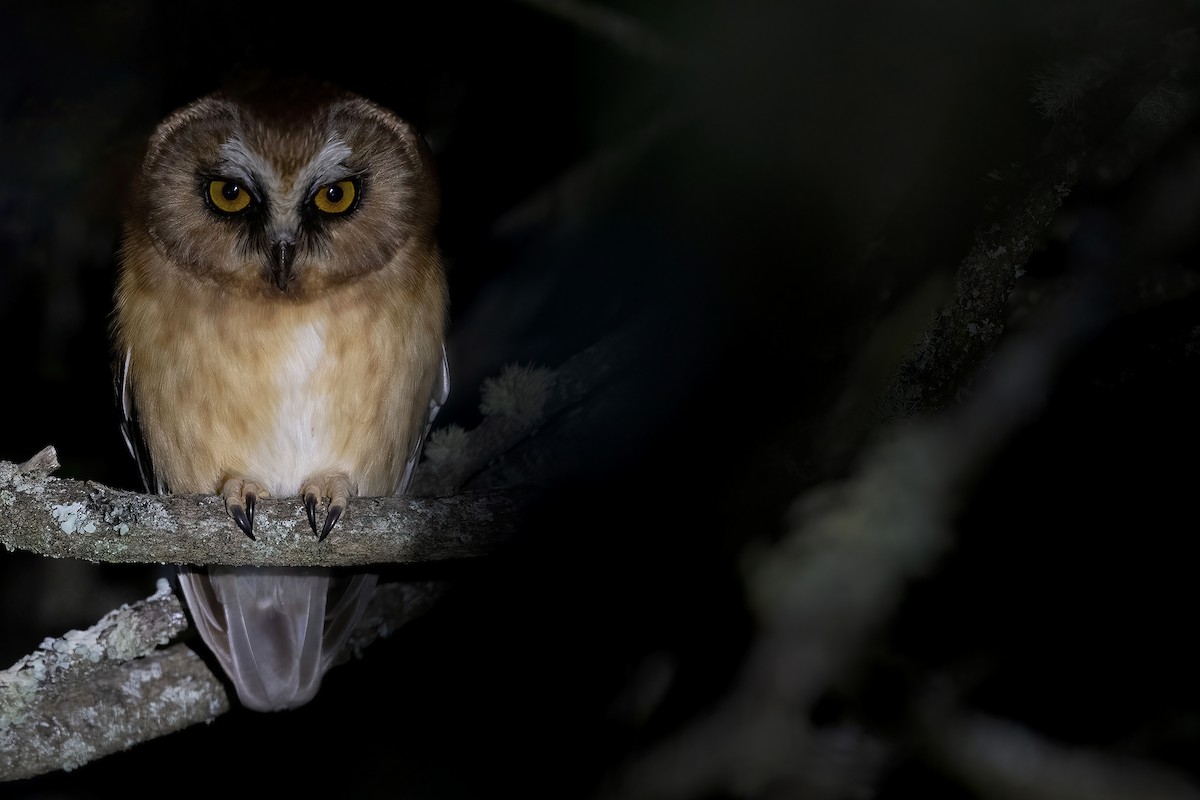 Unspotted Saw-whet Owl - ML405404761