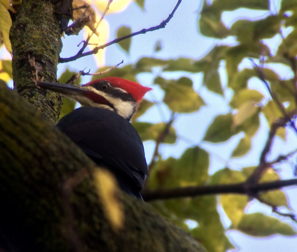 Pileated Woodpecker - Sharon Stiteler