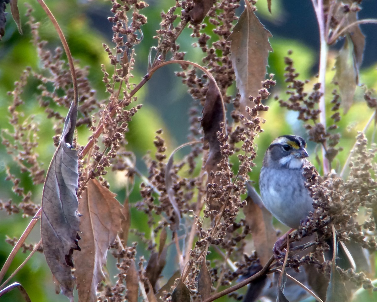 White-throated Sparrow - Sharon Stiteler