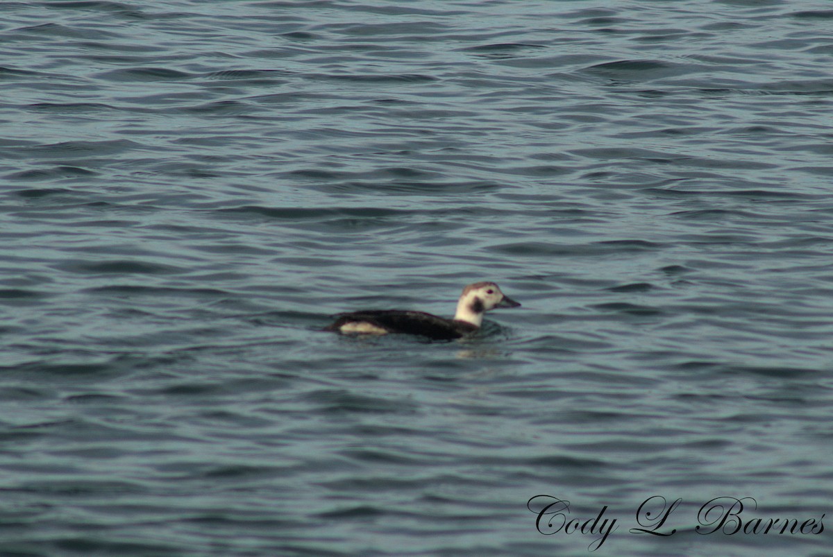 Long-tailed Duck - ML405415041