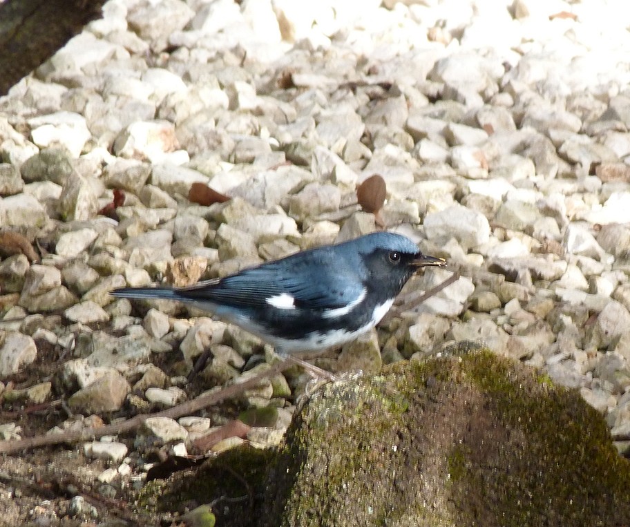 Black-throated Blue Warbler - ML405415841