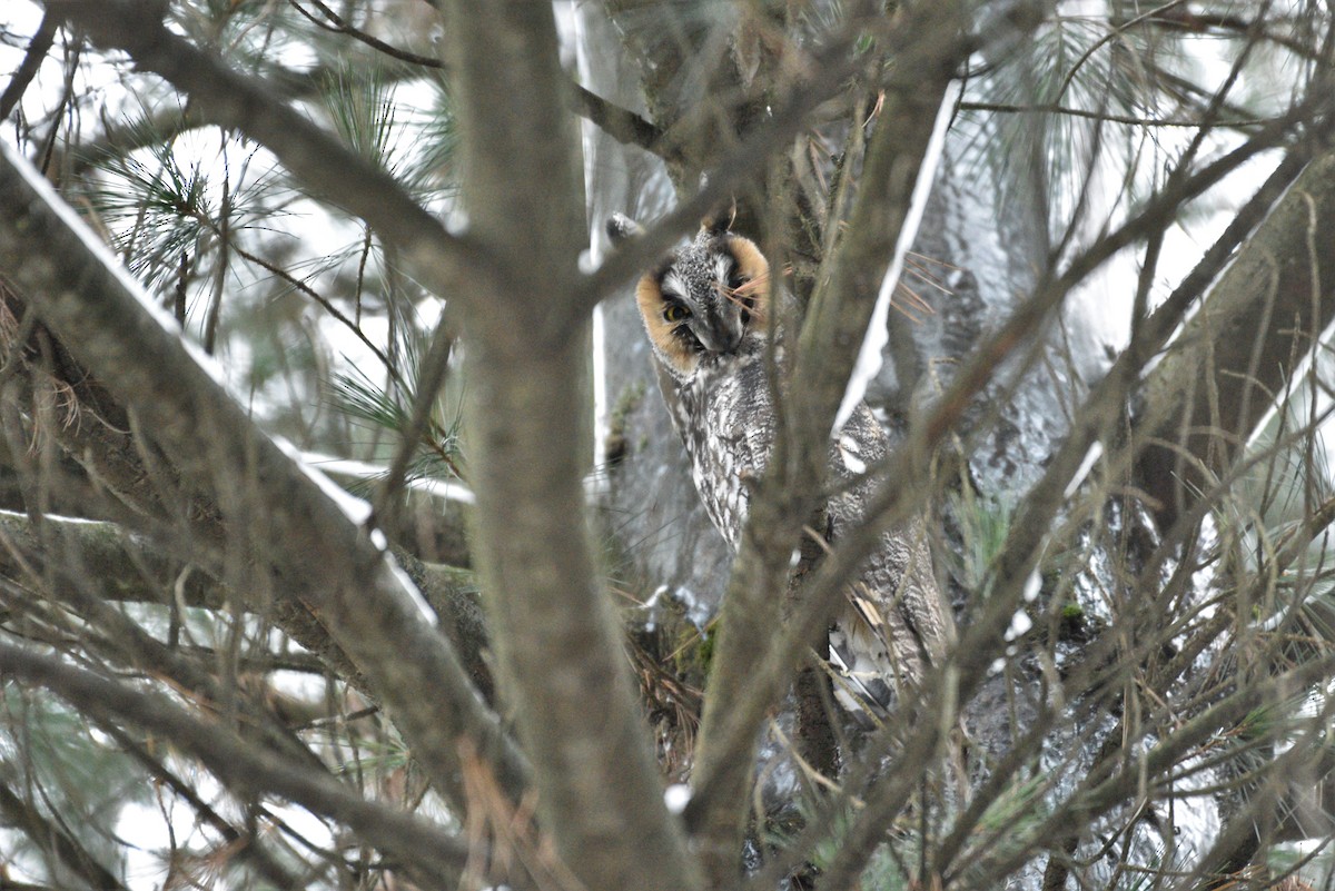 Long-eared Owl - ML405419631