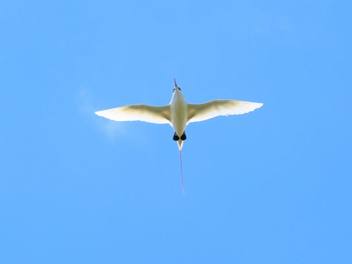 Red-tailed Tropicbird - ML405432161