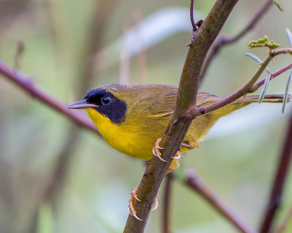Olive-crowned Yellowthroat - ML405434711