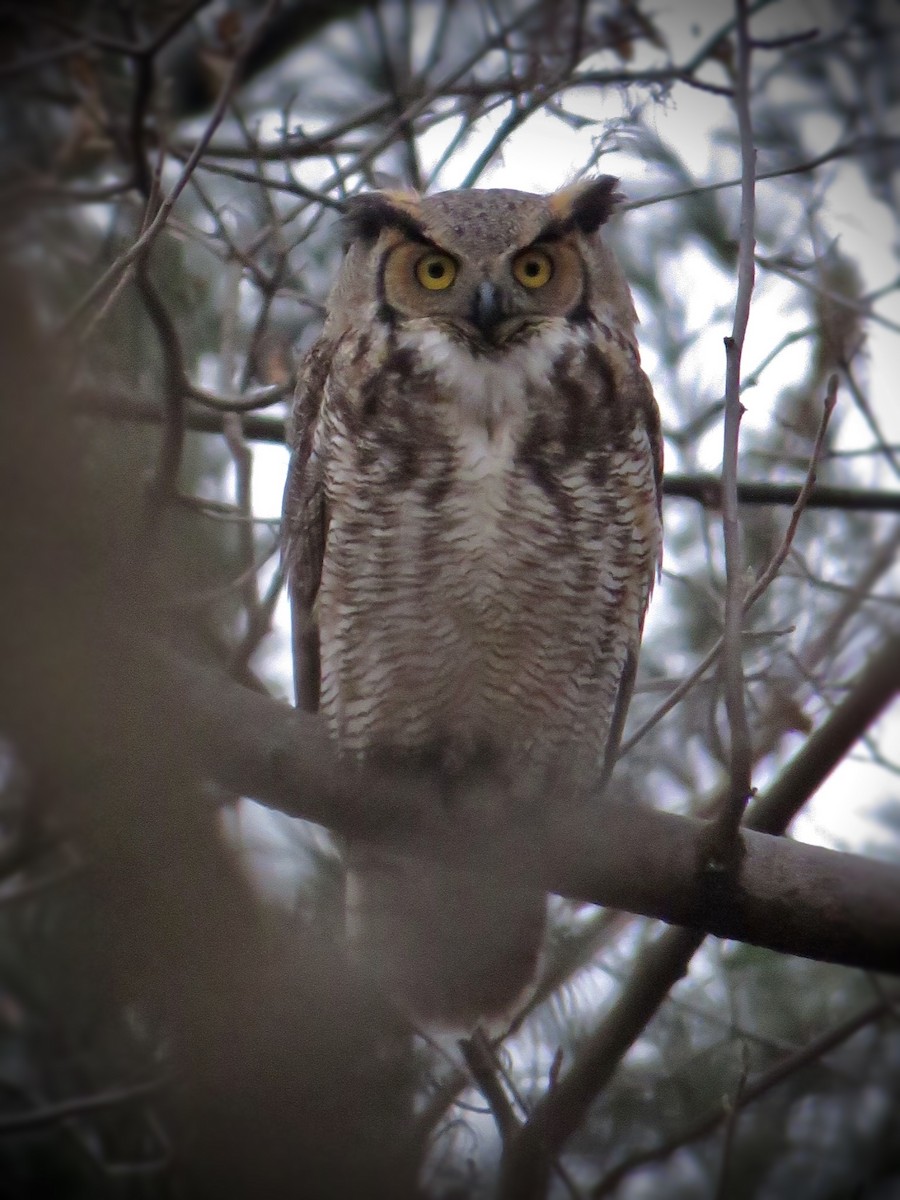 Great Horned Owl - ML405436611