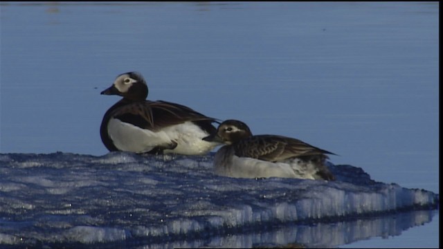 Long-tailed Duck - ML405440