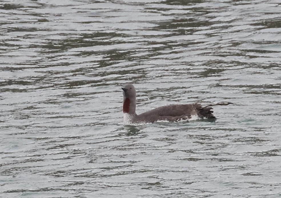 Red-throated Loon - Brooke Miller