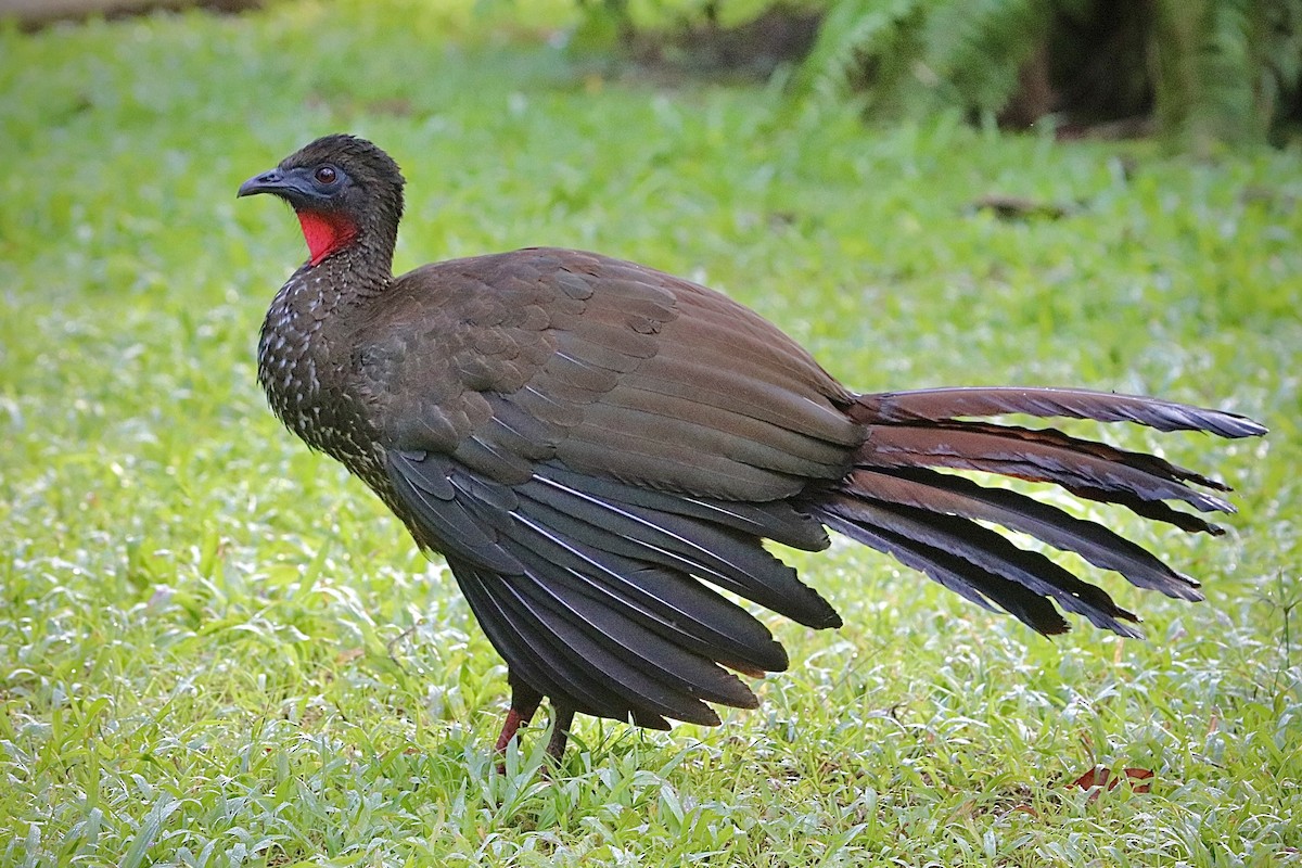 Crested Guan - ML405441121