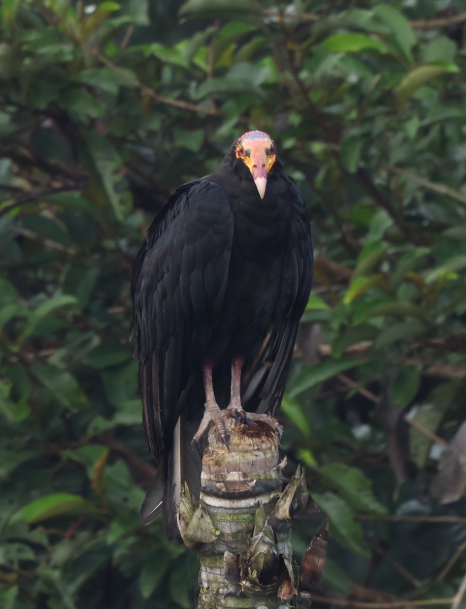 Greater Yellow-headed Vulture - ML405444091