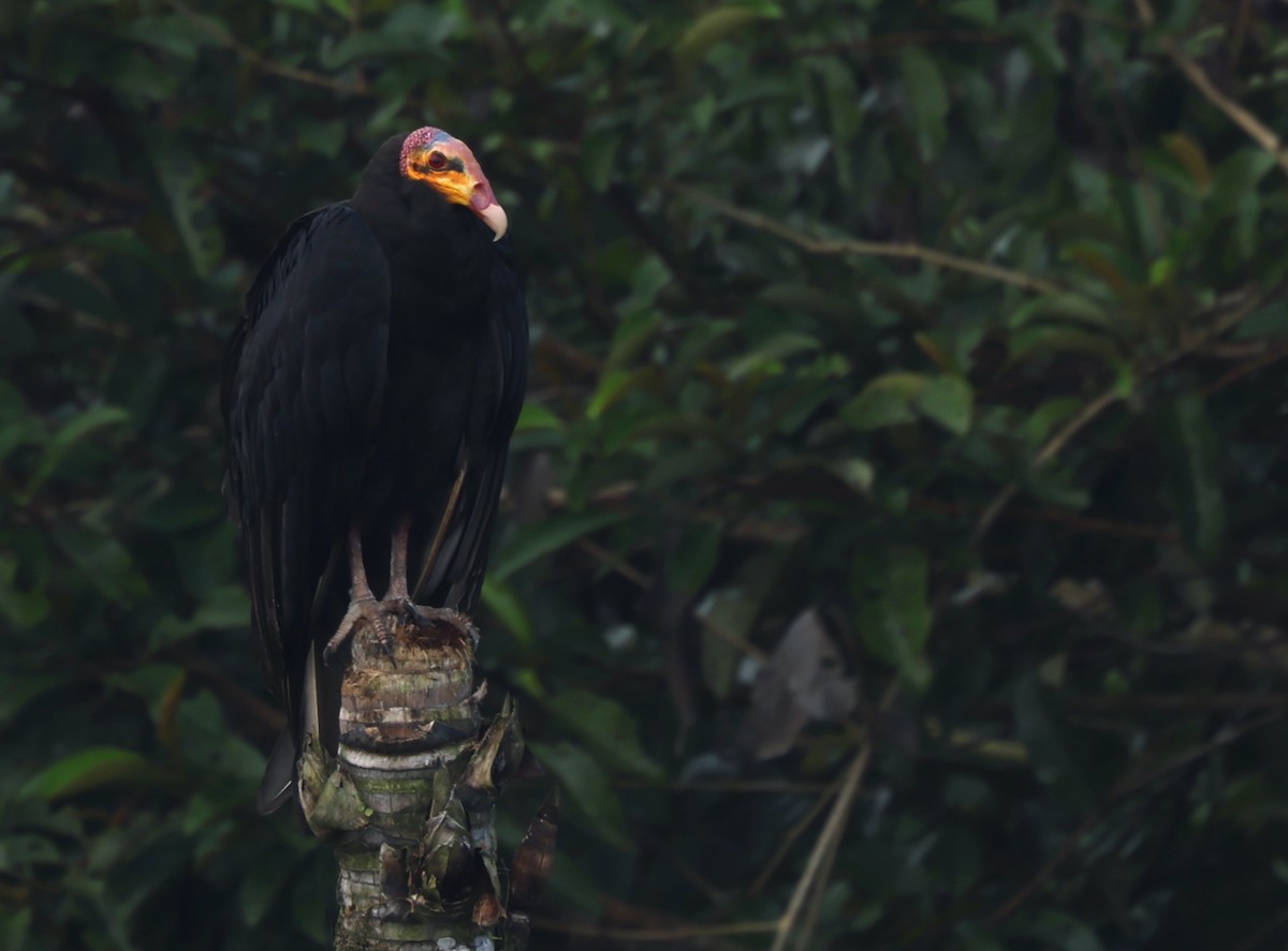 Greater Yellow-headed Vulture - ML405444161