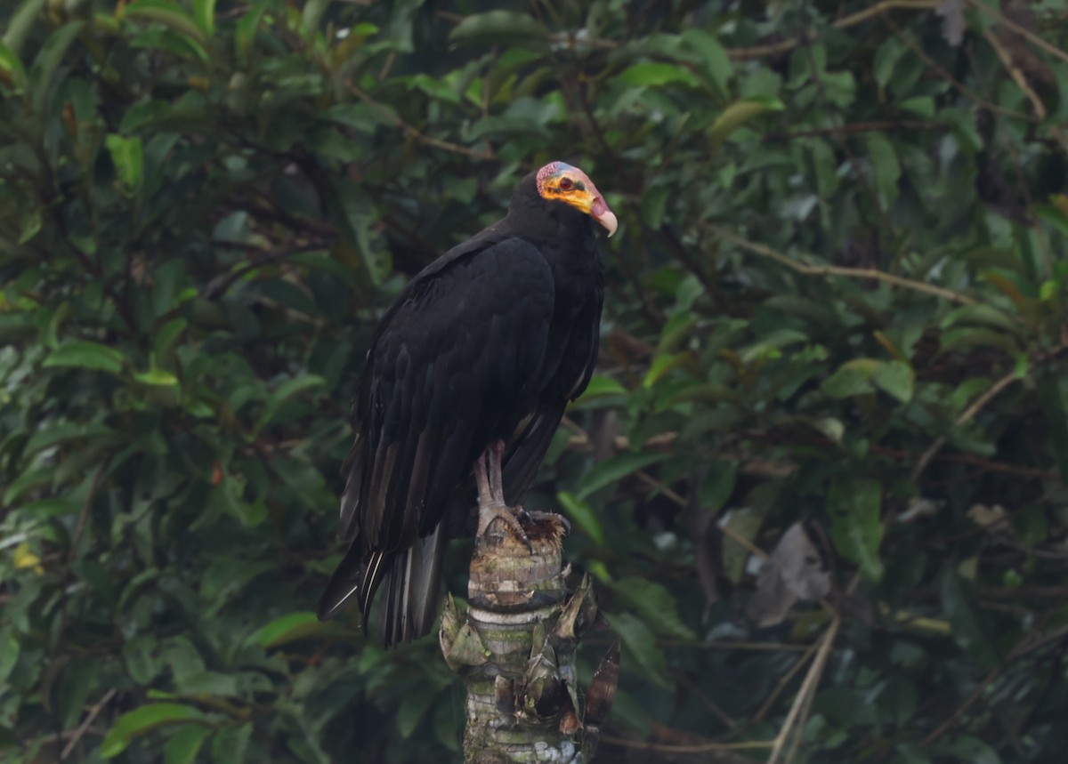 Greater Yellow-headed Vulture - ML405444171