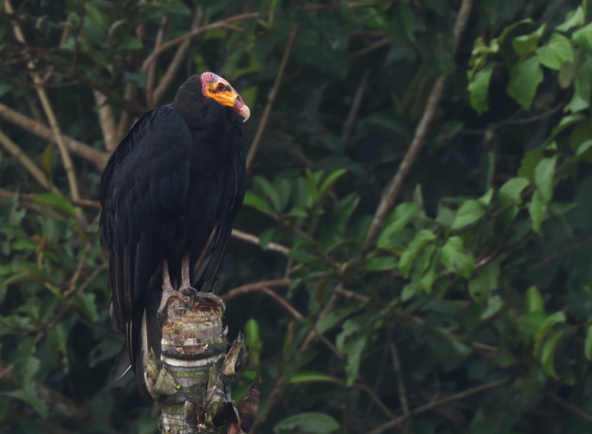 Greater Yellow-headed Vulture - ML405444191