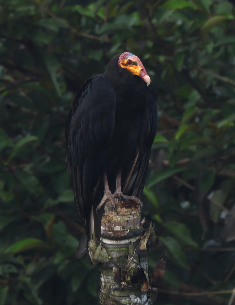 Greater Yellow-headed Vulture - ML405444271