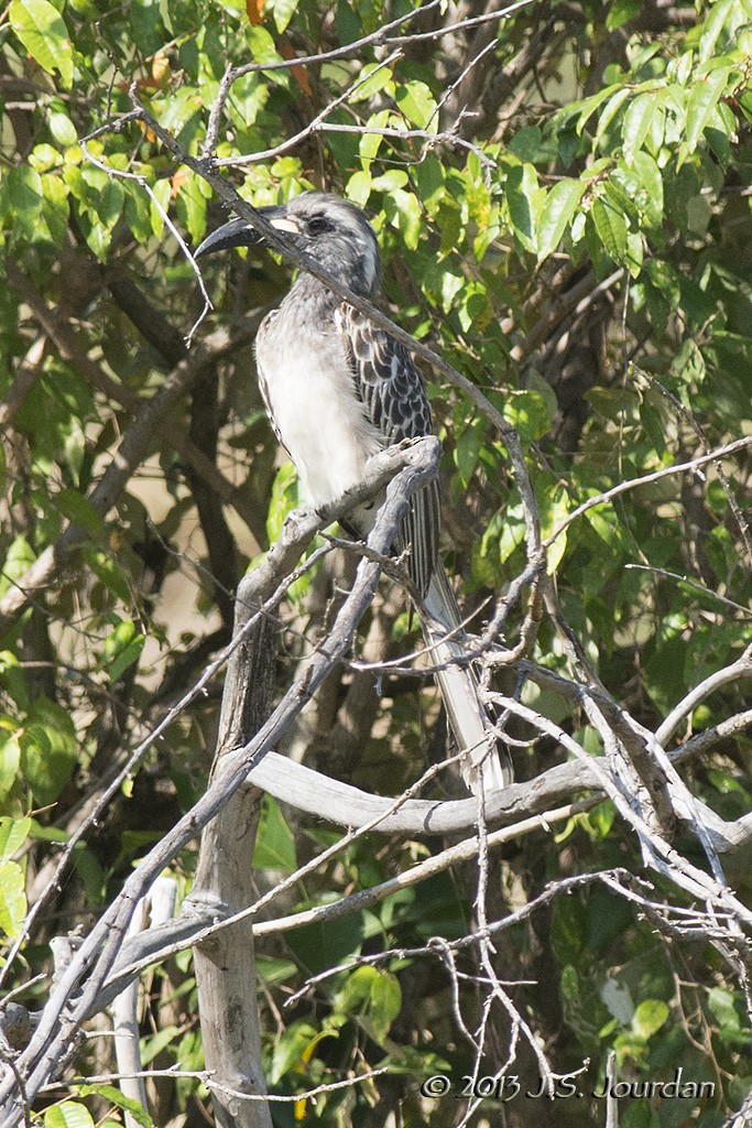 African Gray Hornbill - ML405447001
