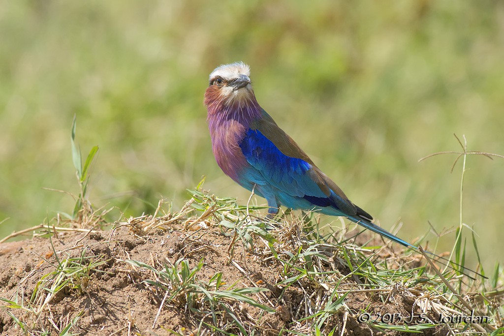 Lilac-breasted Roller - ML405447141