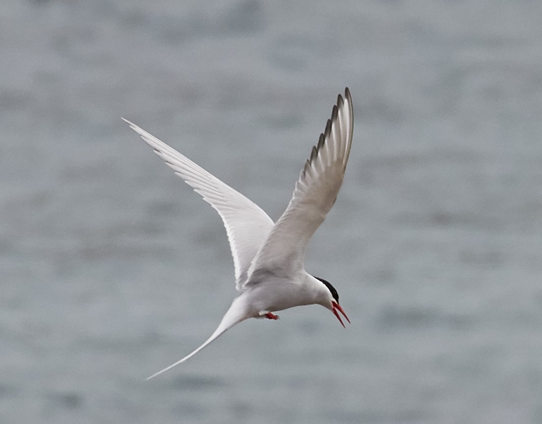Arctic Tern - ML40545331