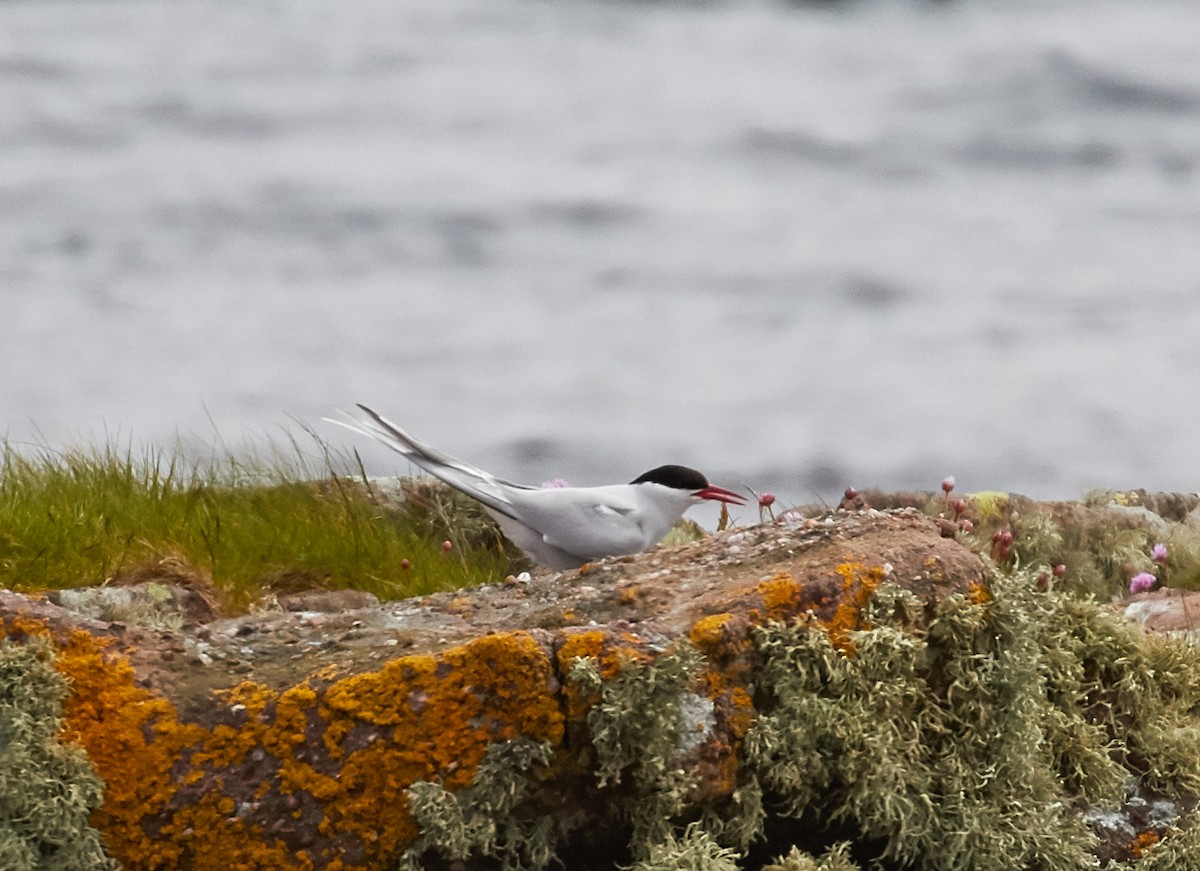 Arctic Tern - ML40545351