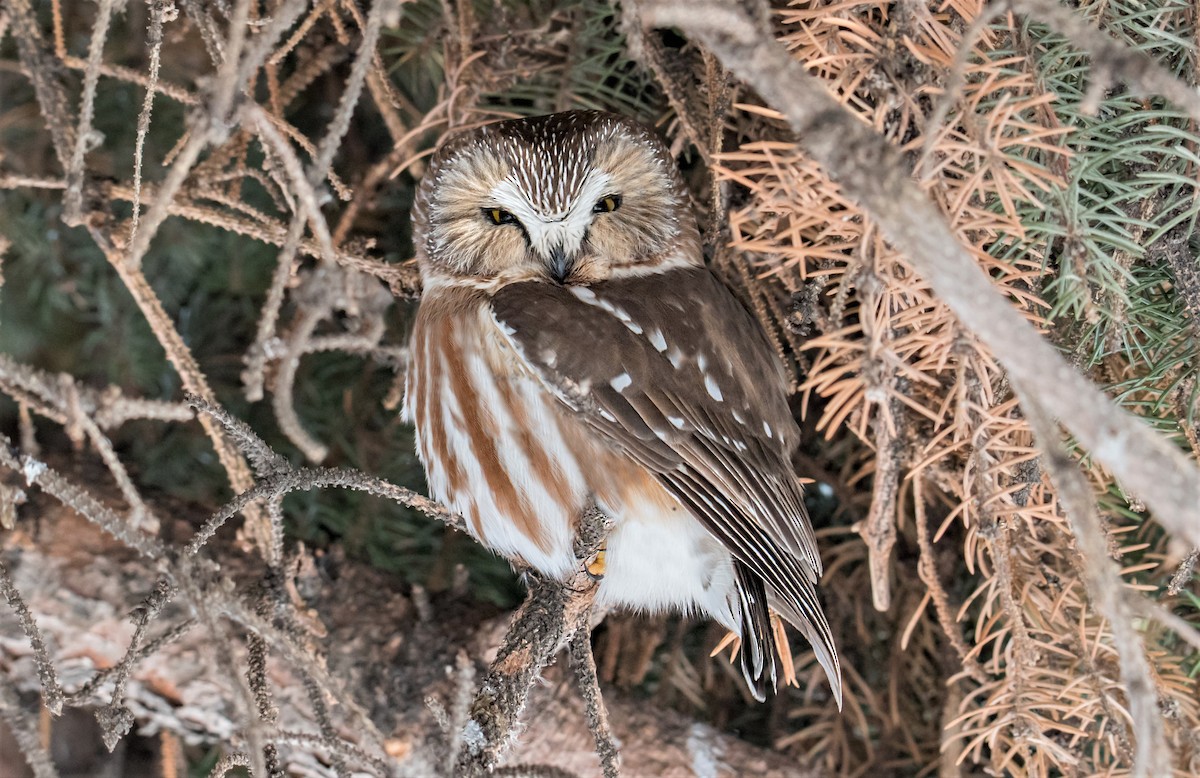 Northern Saw-whet Owl - Terry & Joanne Johnson