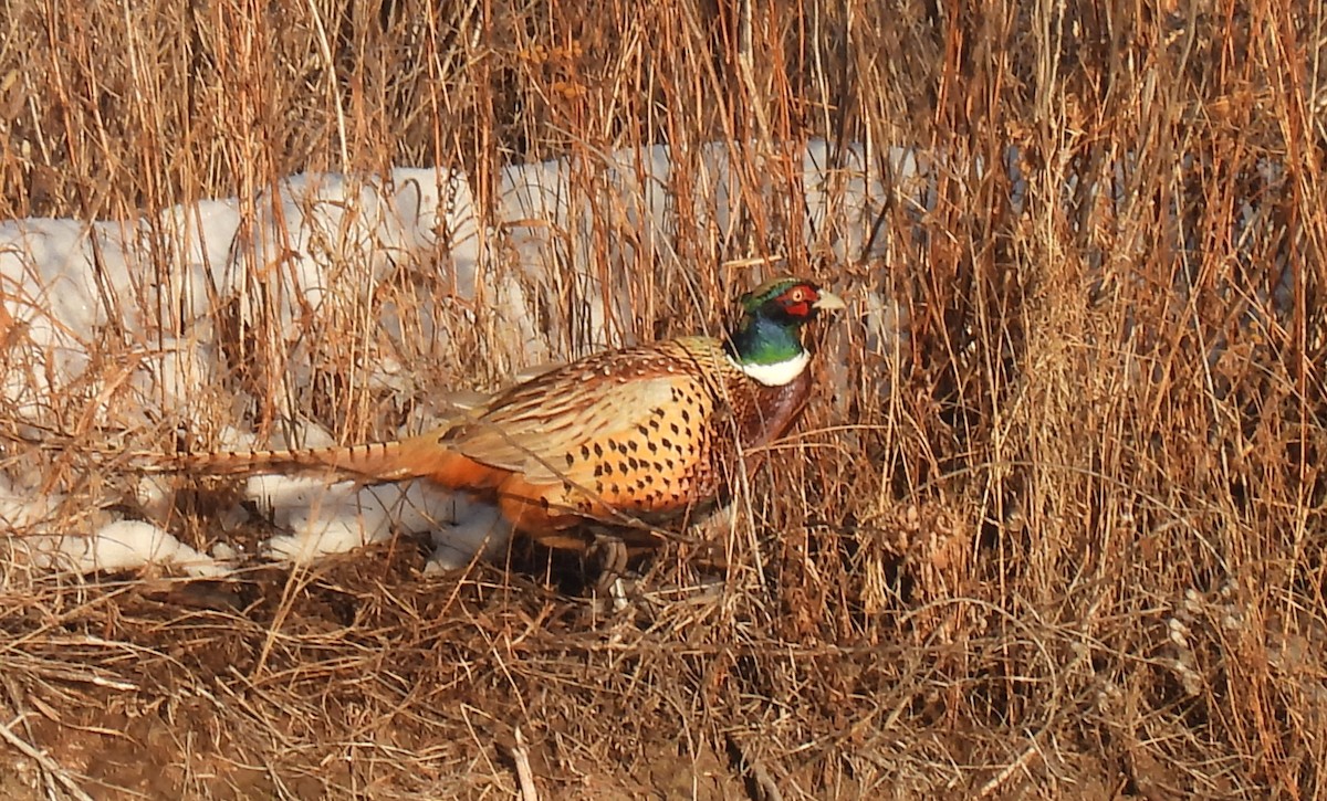 Ring-necked Pheasant - ML405456551