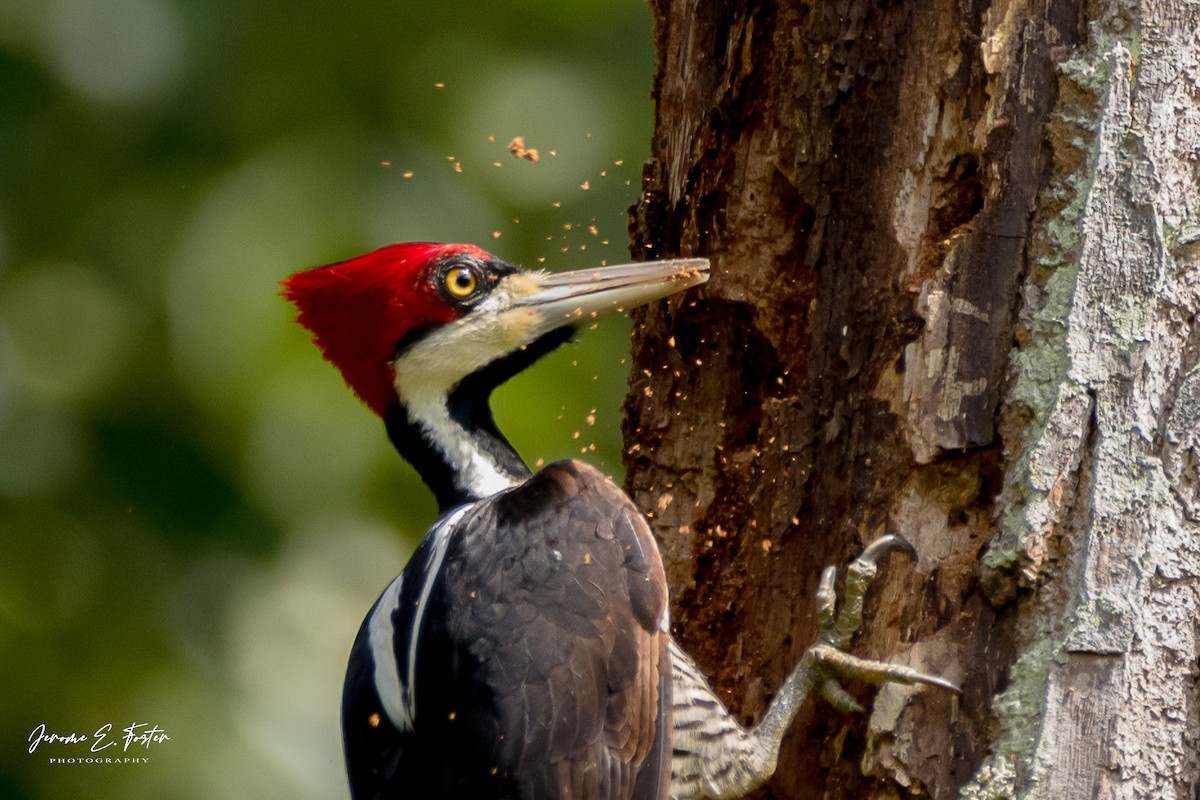 Crimson-crested Woodpecker - ML405462161