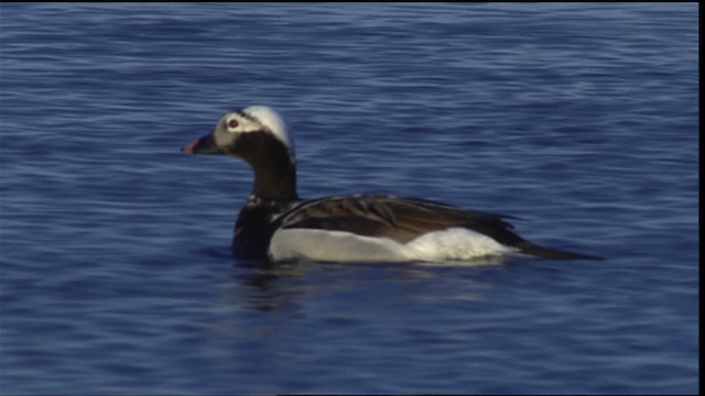 Long-tailed Duck - ML405463
