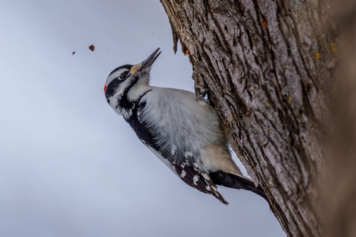 Hairy Woodpecker - Brock Gunter-Smith
