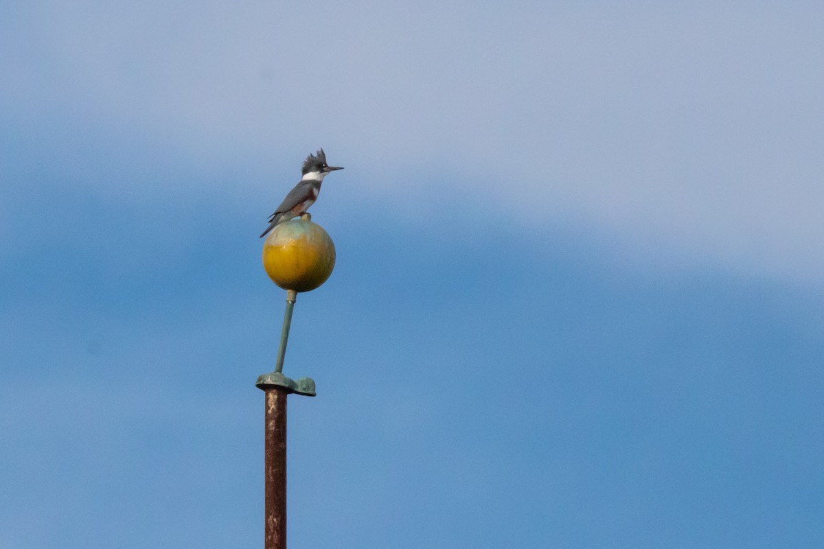 Belted Kingfisher - ML405467661