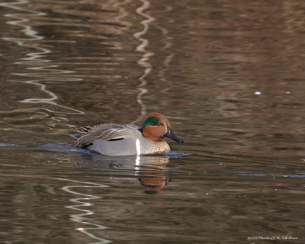 Green-winged Teal - ML405468611