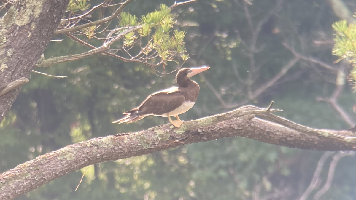 Brown Booby - ML405480471