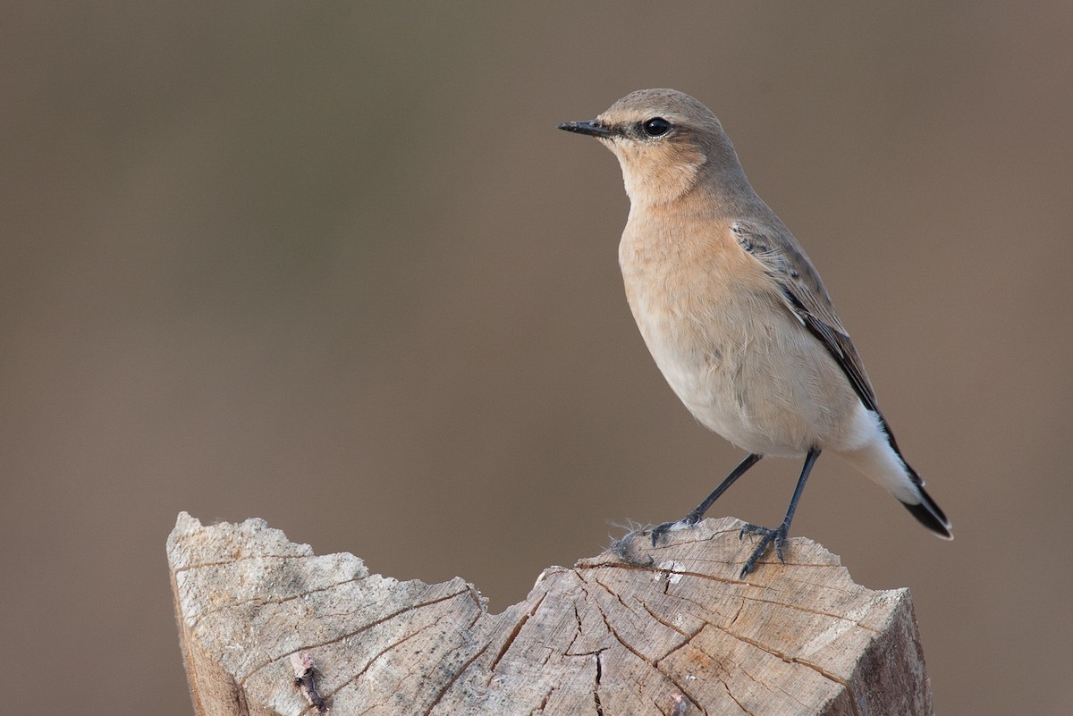 Northern Wheatear (Greenland) - eBird