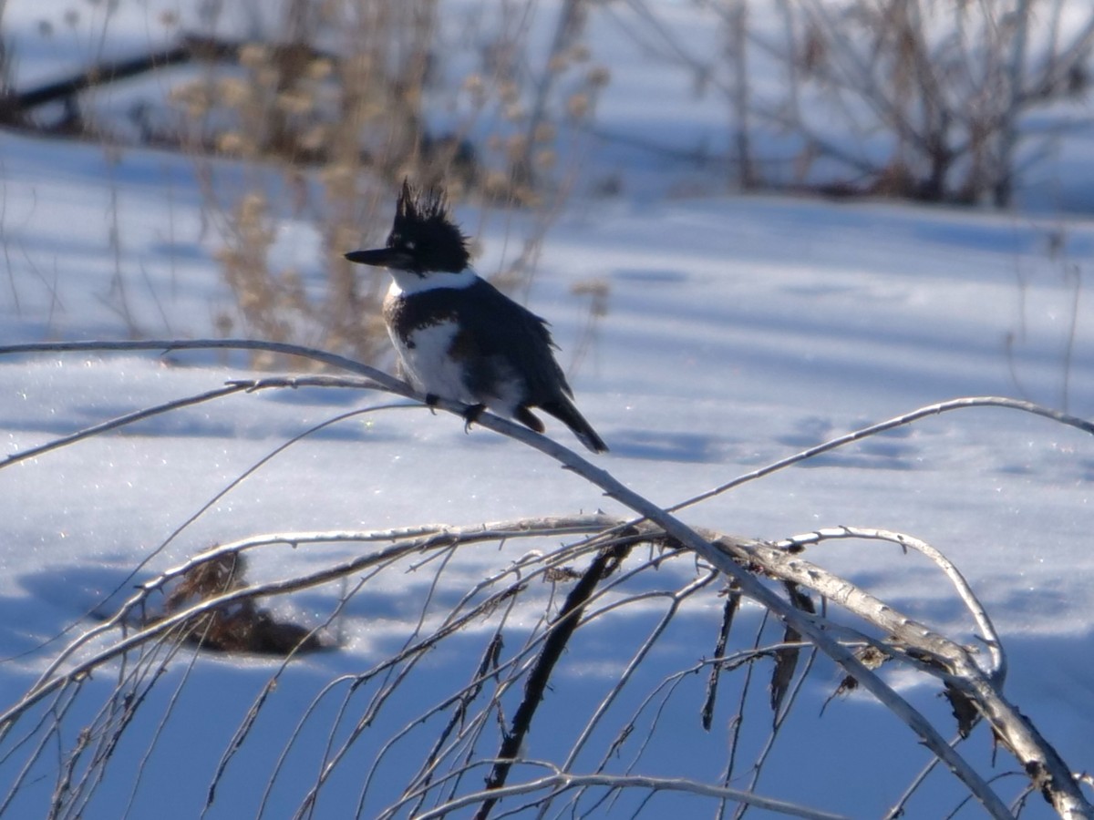 Belted Kingfisher - ML405482731