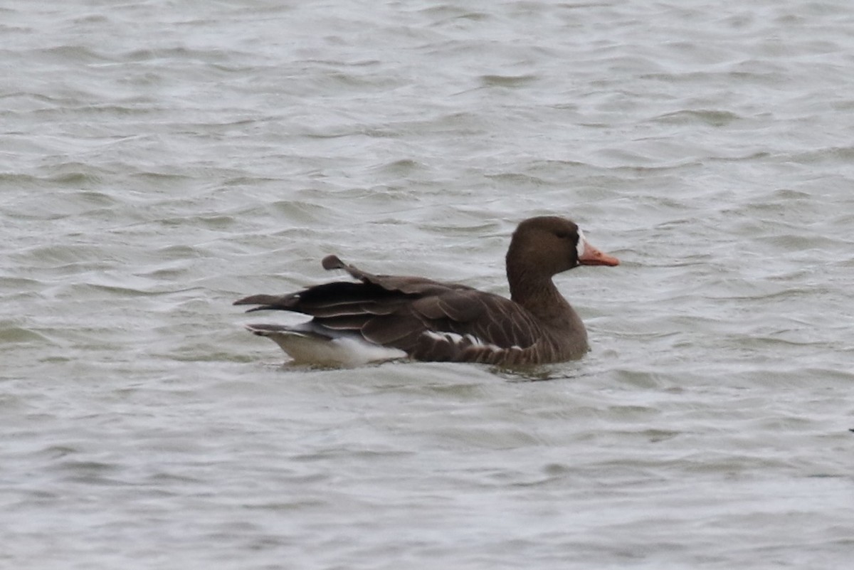 Greater White-fronted Goose - ML40548331