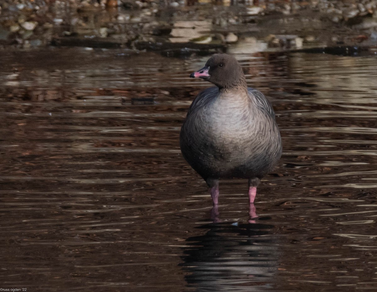 Pink-footed Goose - ML405485601