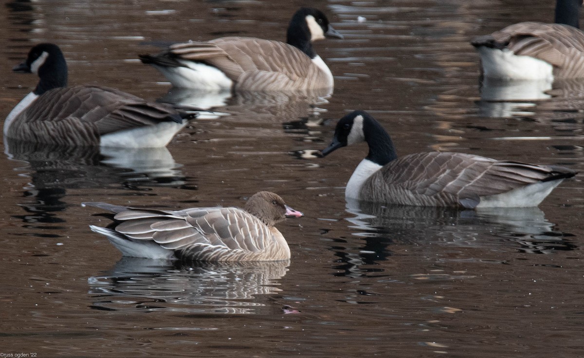 Pink-footed Goose - ML405485661