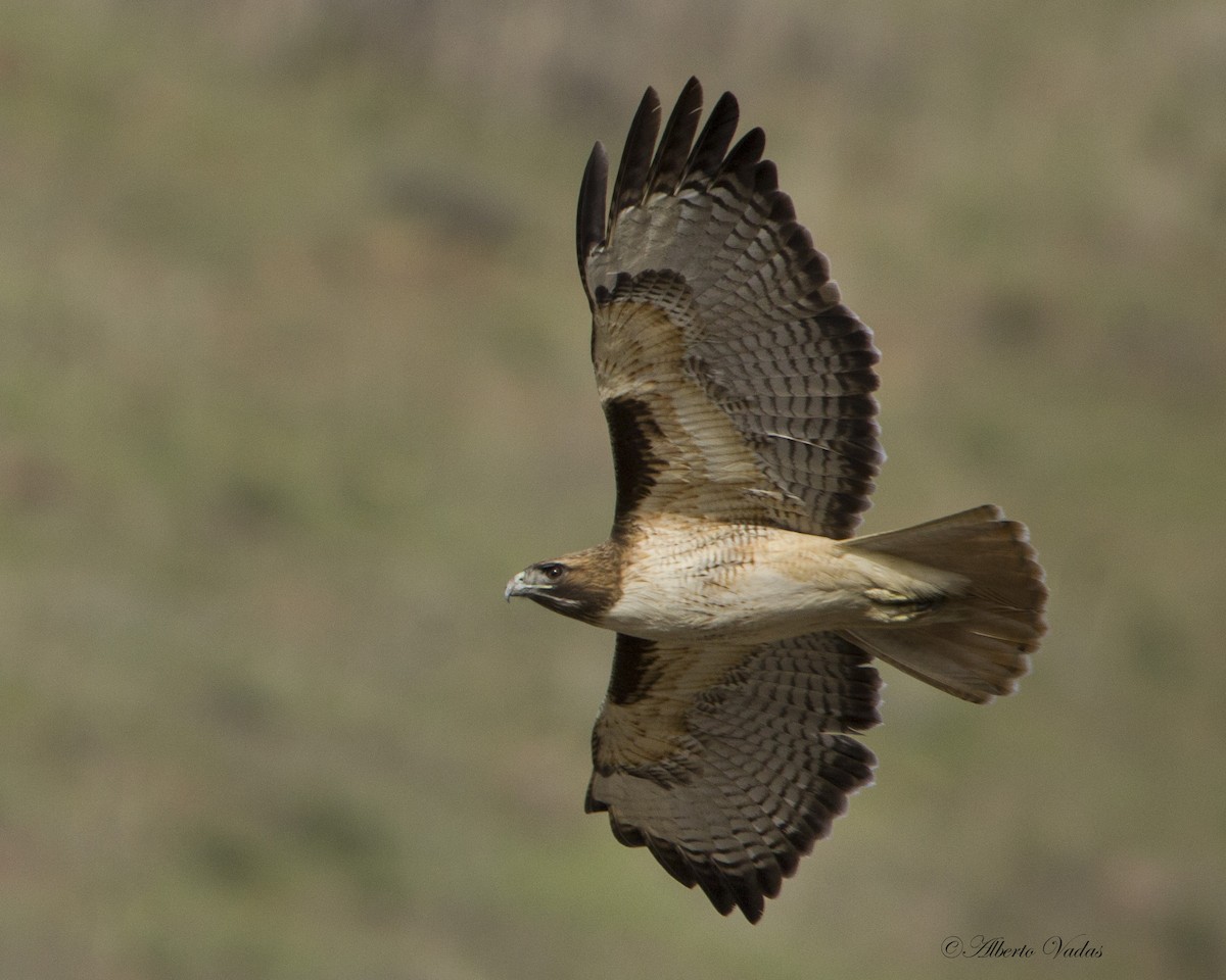 Red-tailed Hawk - Alberto Vadas Thomaes