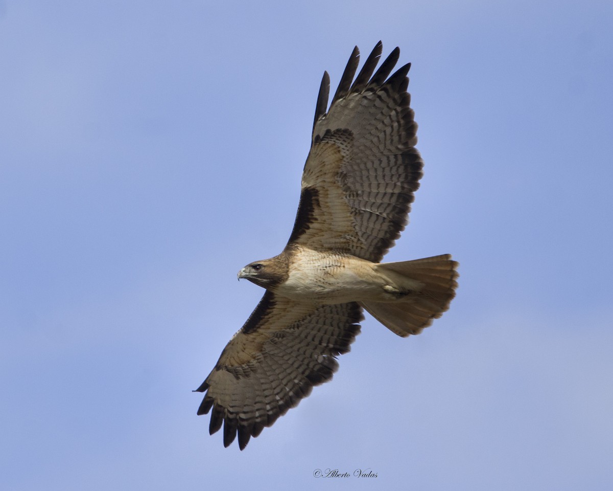 Red-tailed Hawk - ML405485791