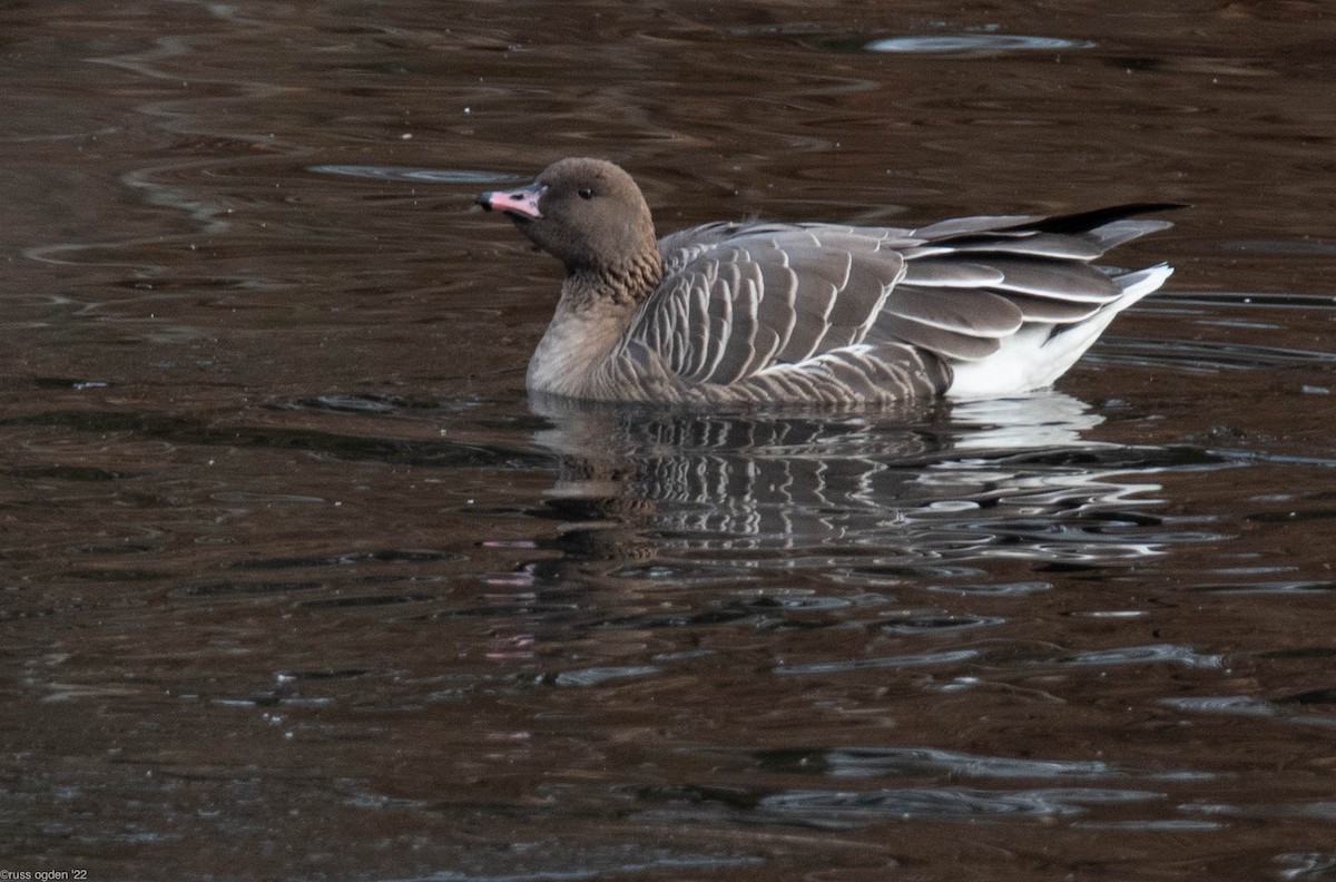 Pink-footed Goose - ML405485851
