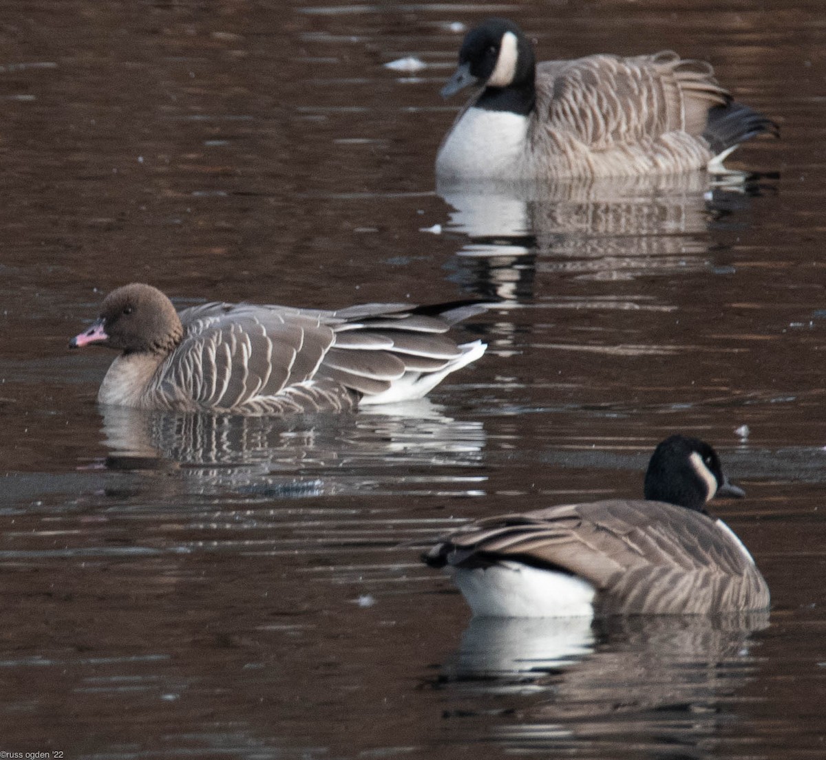 Pink-footed Goose - ML405485921