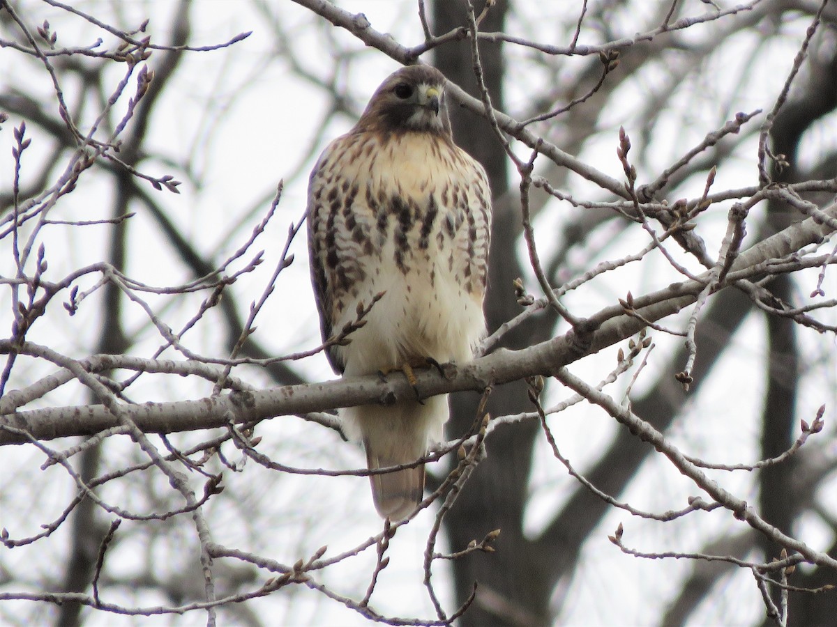 Red-tailed Hawk - ML405496411